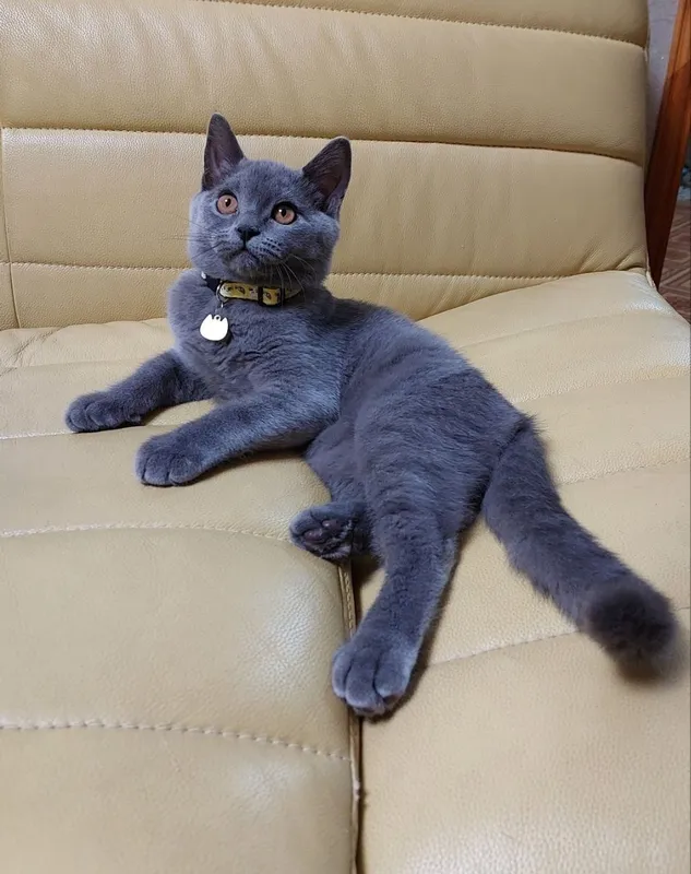 Продаются котята 2 Продаются котята 2