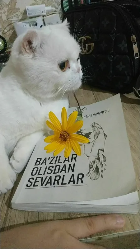 skottish fold zotli 1 yoshli mushukcha