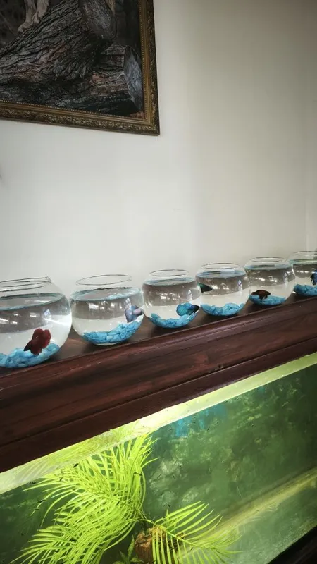 Xar xil turdagi akvariyum baliklar sotiladi — фото 4