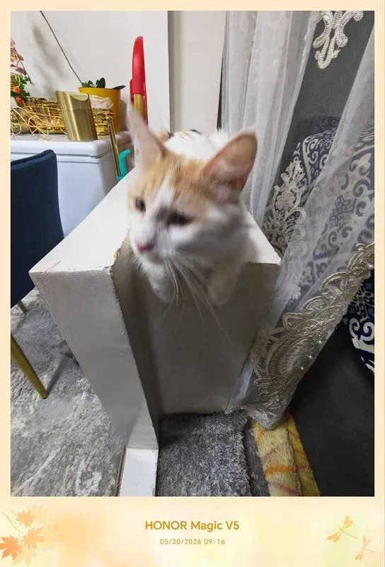Кошка, стерилизованная, очень милая подруга — фото 6