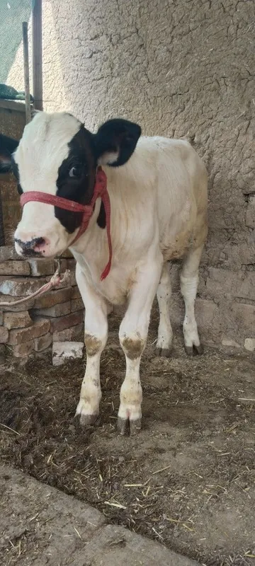 20ta sutga sigir 2 20ta sutga sigir 2