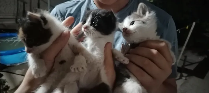 котята, 1 месячные котята, 1 месячные