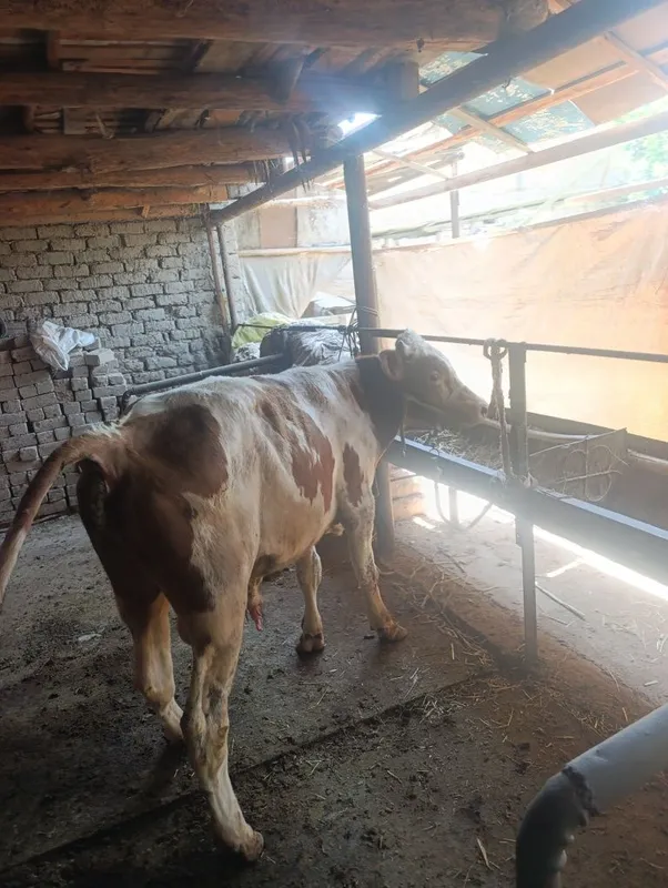 Gibrit buqaca buzoq xali tiwi 2 Gibrit buqaca buzoq xali tiwi 2