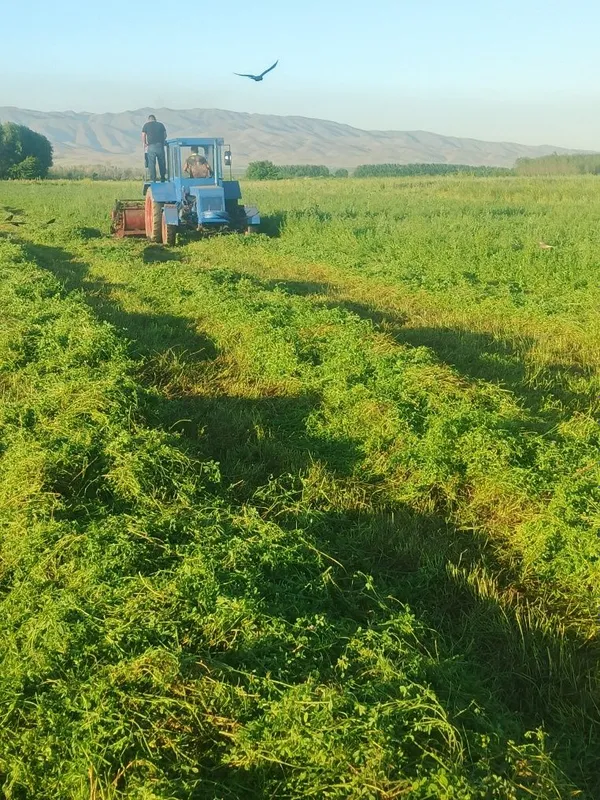 T 40 beda oʻrgich jatka traktor sotiladi — фото 4