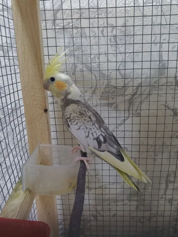 Корелла попугай toti kush korella popugay 1 Корелла попугай toti kush korella popugay 1