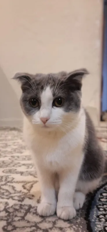 британский котёнок 2