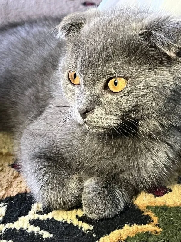 Mushuk scottish fold — фото 3