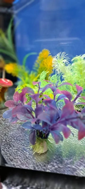 Shisha akvarium 4 Shisha akvarium 4