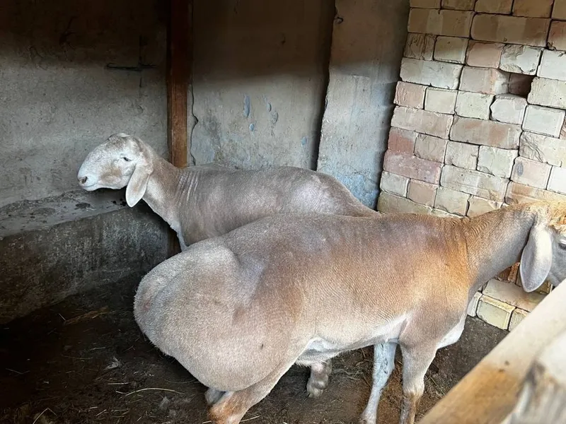 Qo’ylar Sotiladi: 3 ta sog‘lom Arashan qo‘y — фото 4