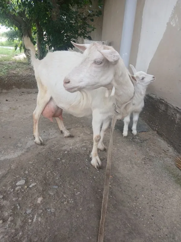Ona bola zanin zotli echki sotiladi bolasi urgʻochi suti 2litr — фото 1