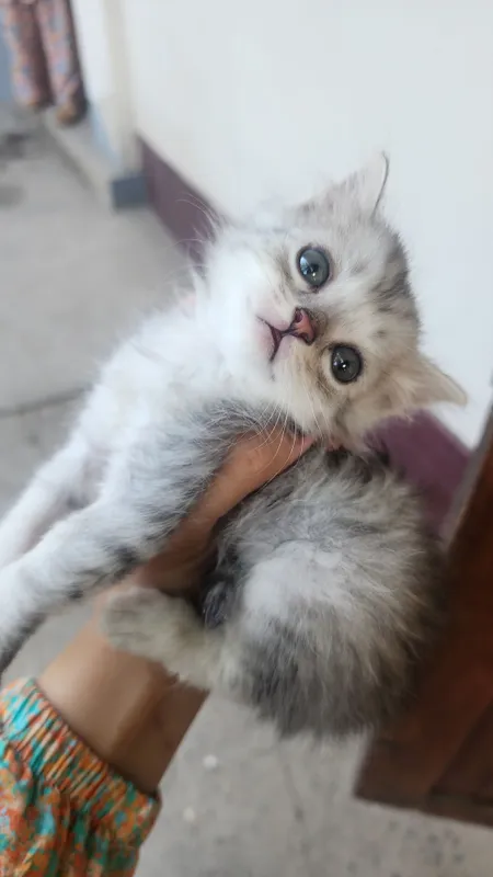 Mushuk sotiladi Mushuk sotiladi