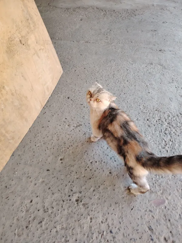 Shinshilla mushuk sotiladi 3 Shinshilla mushuk sotiladi 3