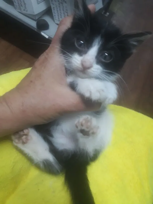 Отдам котенка в ХОРОШИЕ РУКИ !!!