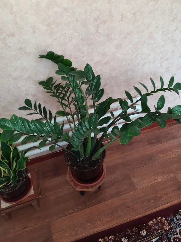 Продаётся замиокулькас 1 Продаётся замиокулькас 1