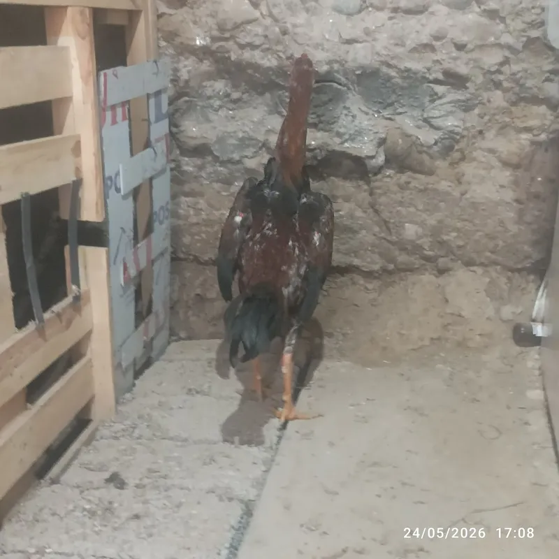 Joʻja horoz sotilad tovu par yahshi narsa arzon narxda! — фото 2
