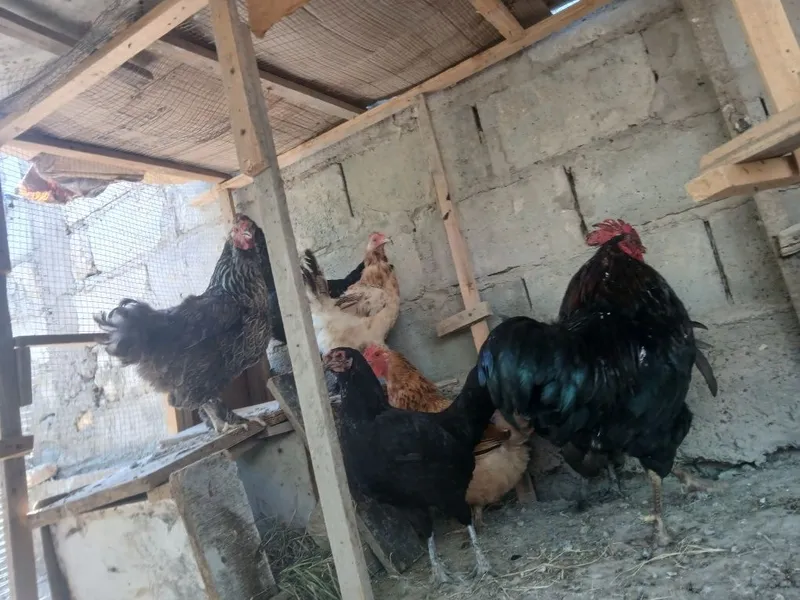 Honaki tovug'lar indautkalar jo'jalari kurka ham bor 2 Honaki tovug'lar indautkalar jo'jalari kurka ham bor 2