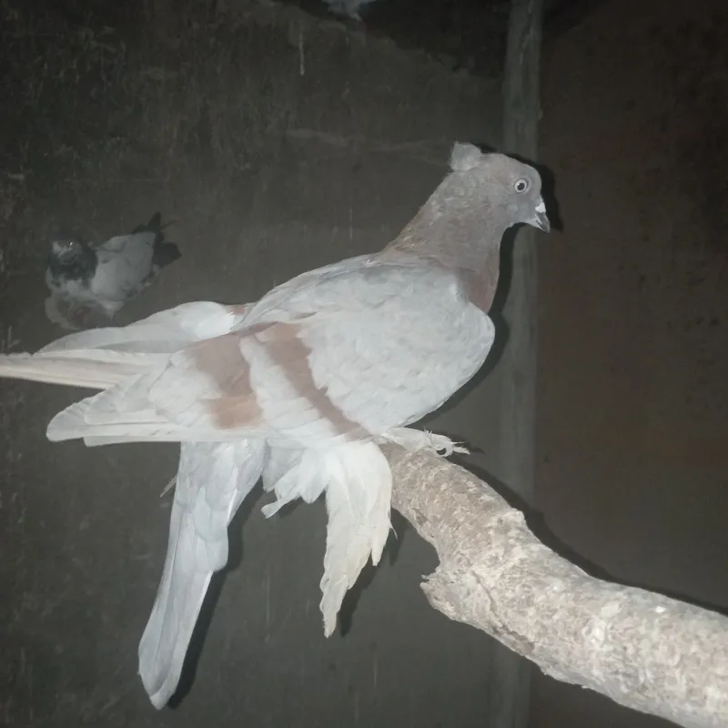 Kabutar Guri yosh nar
