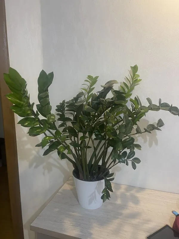 Продается Замиокулькас 2 Продается Замиокулькас 2