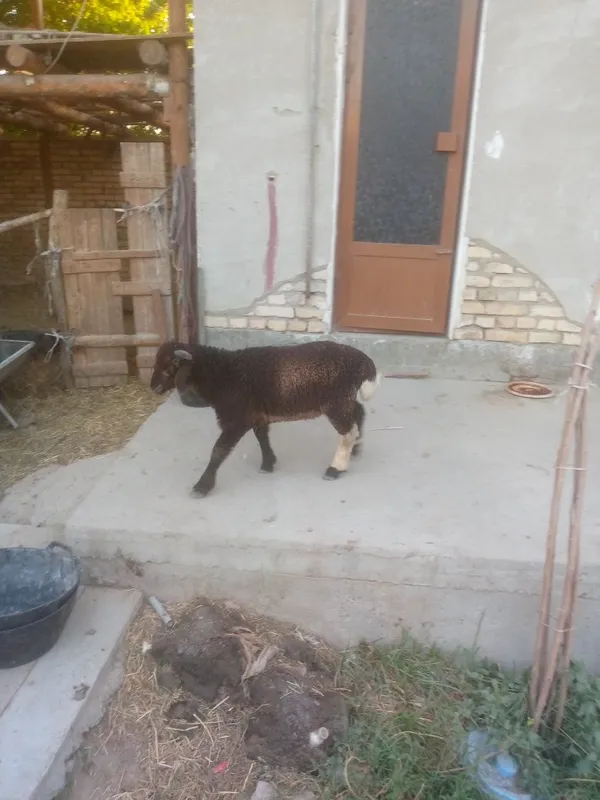 Semiz Shir boz q6chqorbarra 3