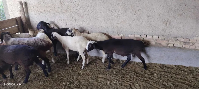 Qo'chqor barralar sotiladi 1 Qo'chqor barralar sotiladi 1