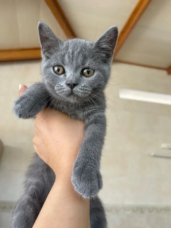 Котята читокровные скотиш страйт свои, только в добрые руки 1 Котята читокровные скотиш страйт свои, только в добрые руки 1
