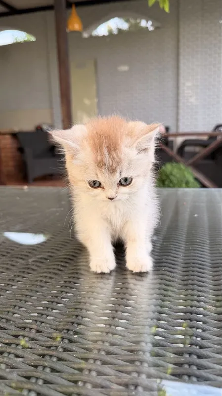 Котята от британской и шотландской вислоухой — фото 7