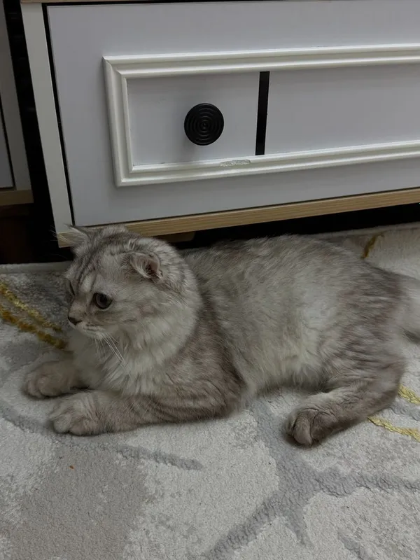 Кот шотландская висдоухая 2