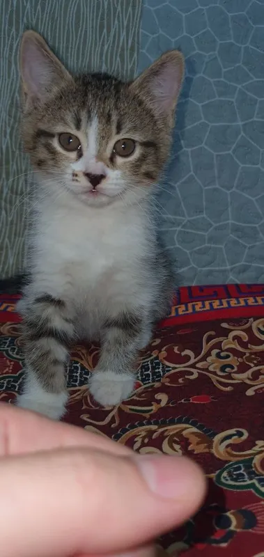 Yaxshi qo‘llarga beramiz 2 Yaxshi qo‘llarga beramiz 2