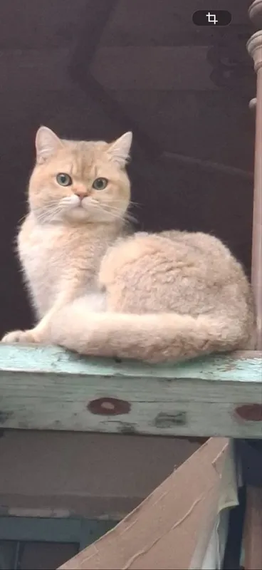 Shinshila siber ogʻil bola