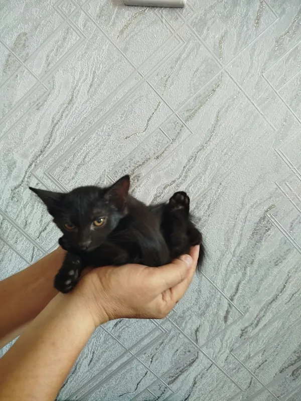 Отдам даром котят в хорошие руки