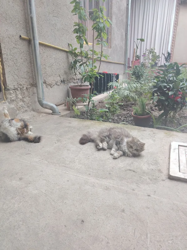 mushuk sotilad ayol erkak homilador — фото 2