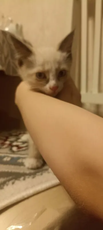 Срочно пристраивается котенок девочка в хорошие руки 7