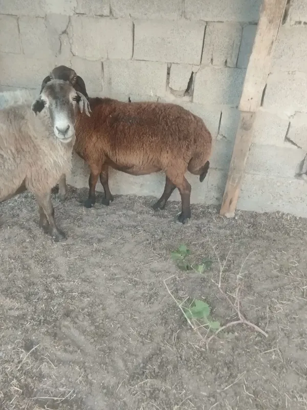 Moda qo'ylar sotiladi yirik vabaquvat 2 Moda qo'ylar sotiladi yirik vabaquvat 2