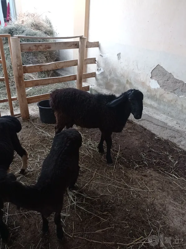 Qoylar sotiladi qochqor 3 Qoylar sotiladi qochqor 3