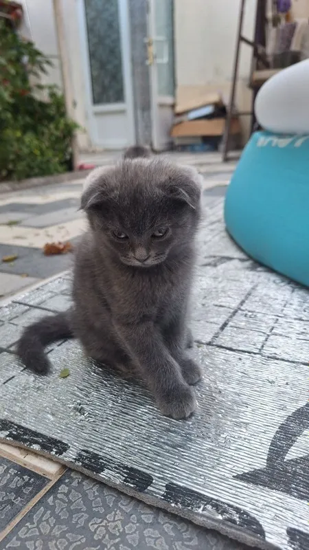Котята мушук кошка mushuk 2