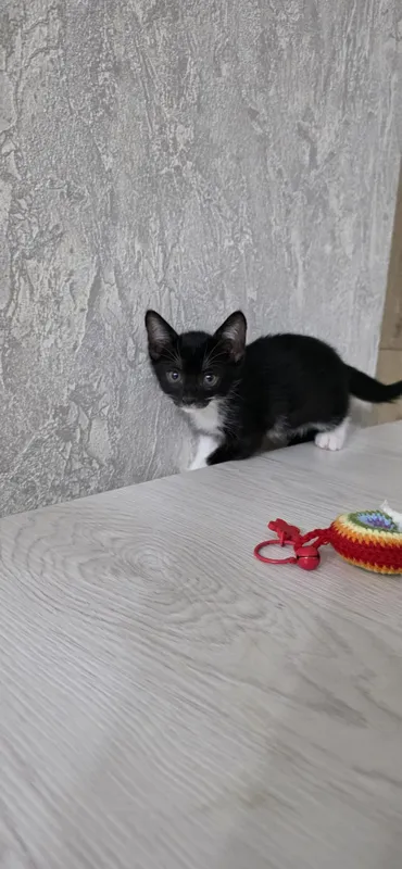Ищут мам и пап котята 5 Ищут мам и пап котята 5