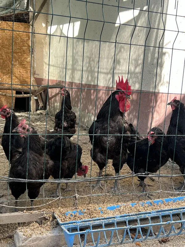Gigant Qora Shagʻzoda Tovuq Xorozlari Hammasi bir joyda sotiladi 1 Gigant Qora Shagʻzoda Tovuq Xorozlari Hammasi bir joyda sotiladi 1