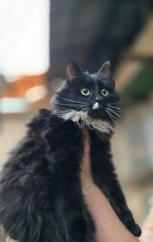 Котёнок, 6 месяцев — фото 5