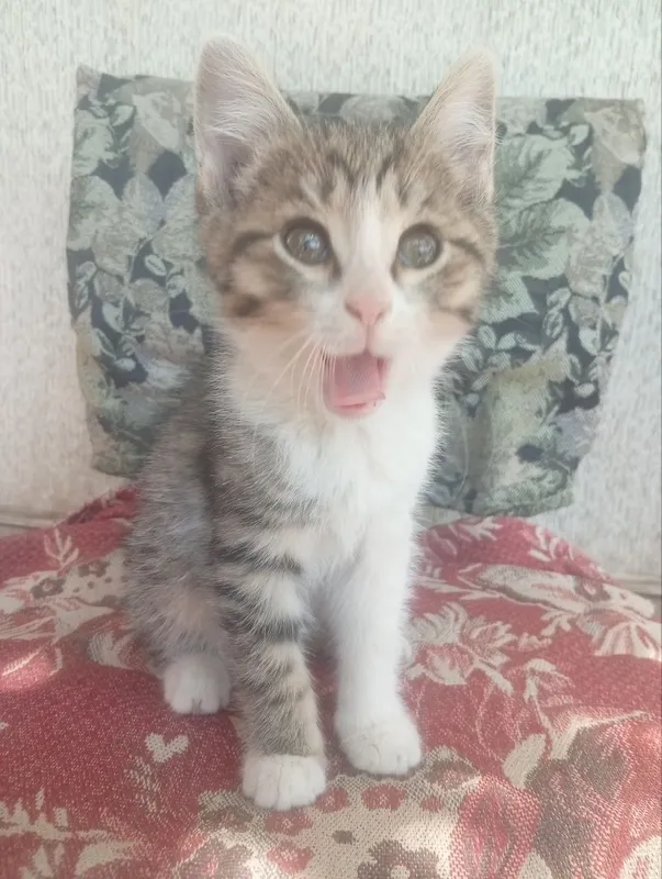 Котята в хорошие руки — фото 5