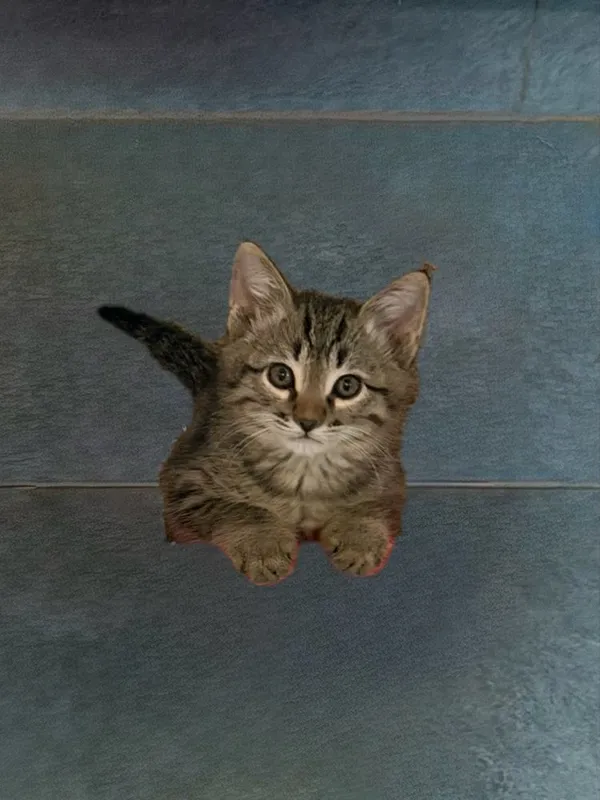 Милые котята 2 меяцев — фото 1