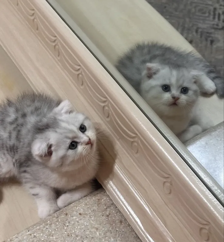 Серебристая шиншилла — фото 3