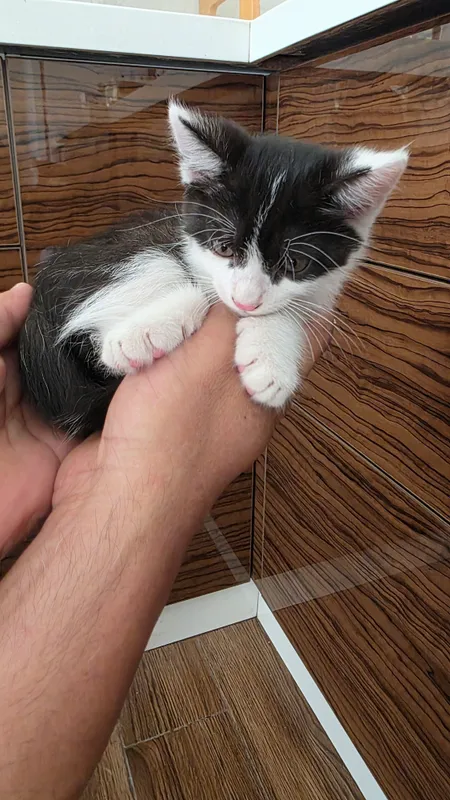 КОТЯТА, ОТДАДИМ В ХОРОШИЕ РУКИ 1 КОТЯТА, ОТДАДИМ В ХОРОШИЕ РУКИ 1