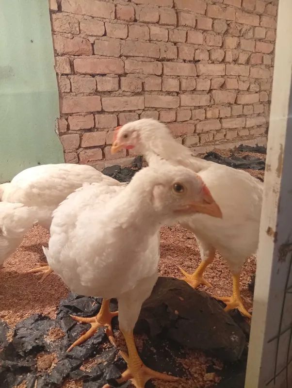 Semiz broiler tovuqlar Semiz broiler tovuqlar