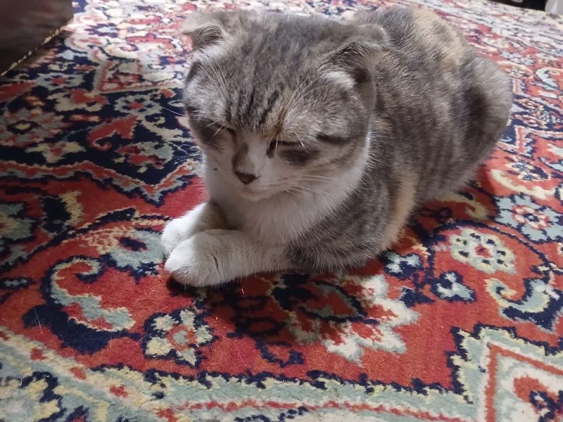 Скоттиш флод киз боласи