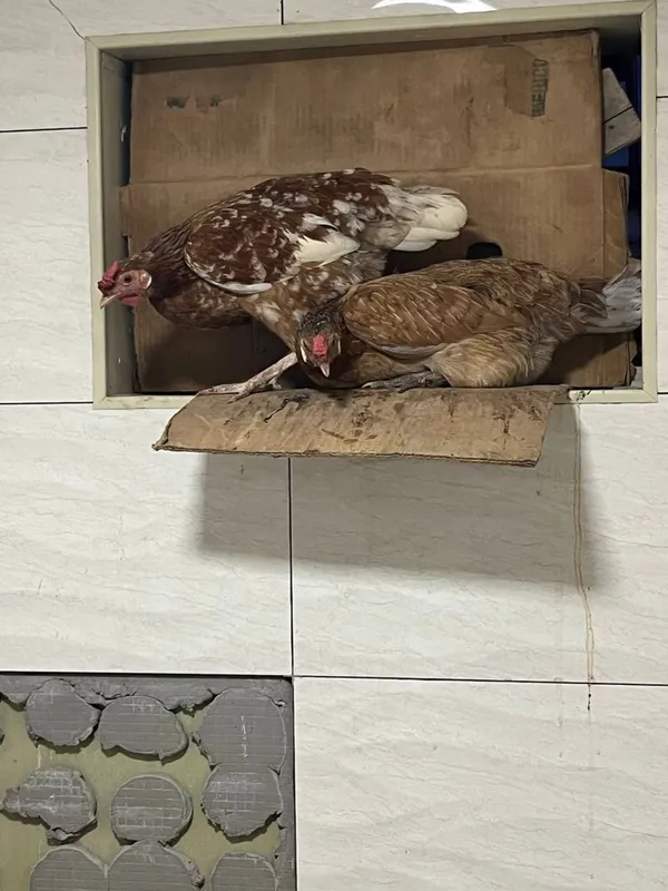 Tovuq sotiladi 2 dona