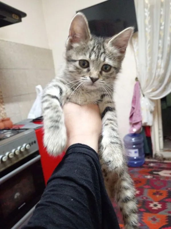 отдаются котята в добрые руки — фото 1