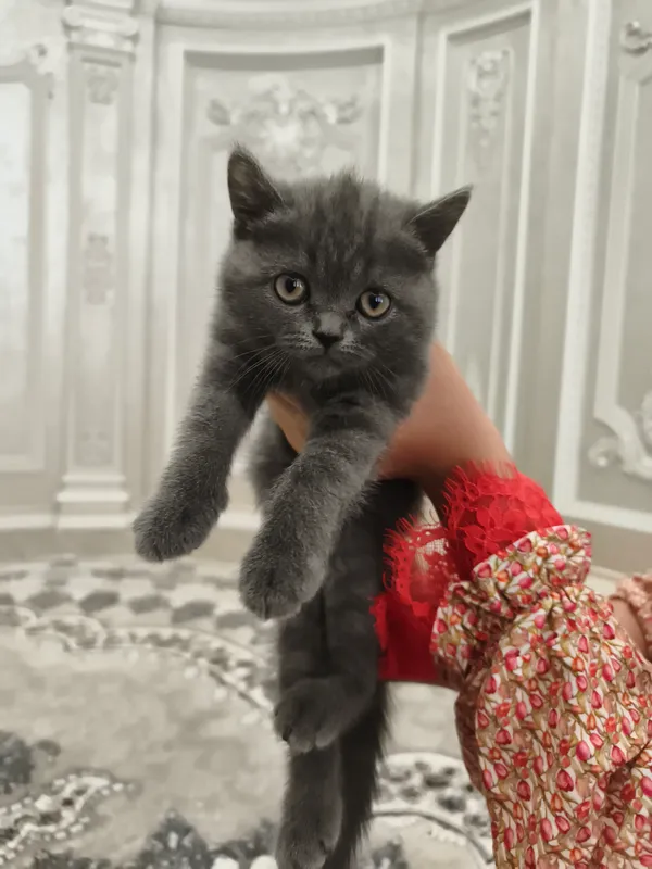 кошка кошка