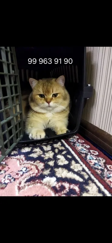 киз бола фолд хомилодор — фото 1