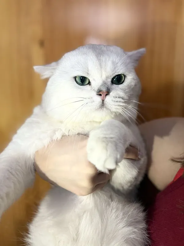 Вязка: кот, Британская шиншилла серебристый окрас — фото 1 Вязка: кот, Британская шиншилла серебристый окрас — фото 1