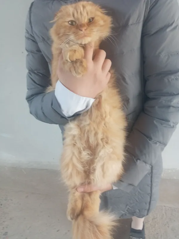 mushuk zotdor sotiladi qiz 2yosh 1 mushuk zotdor sotiladi qiz 2yosh 1